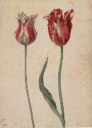 Georg Flegel Two Tulips France oil painting artist